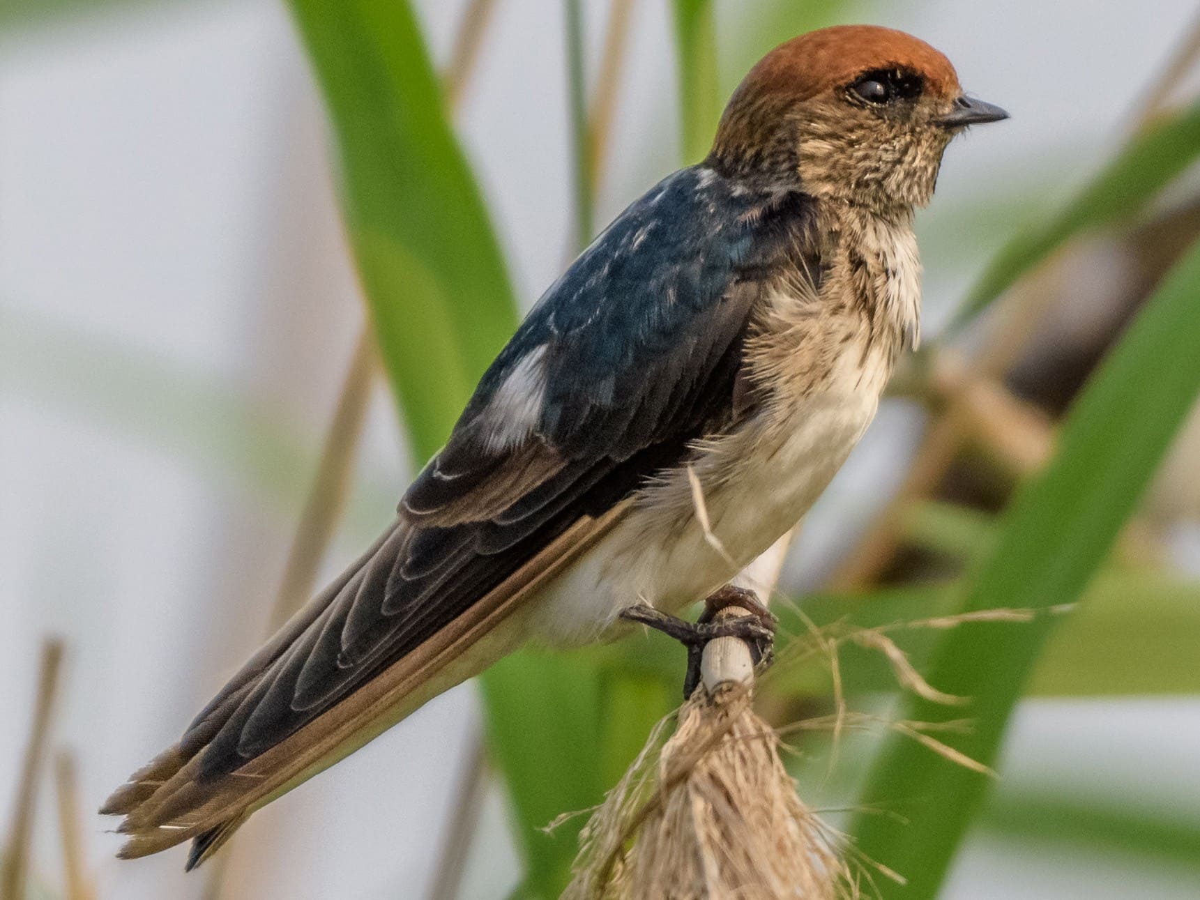 Streak-throated Swallow